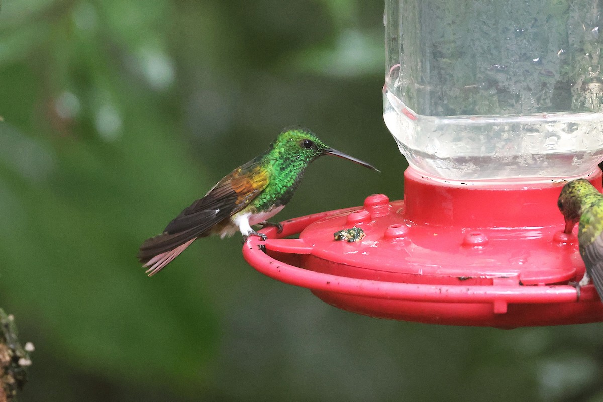 snøbukkolibri - ML645721509