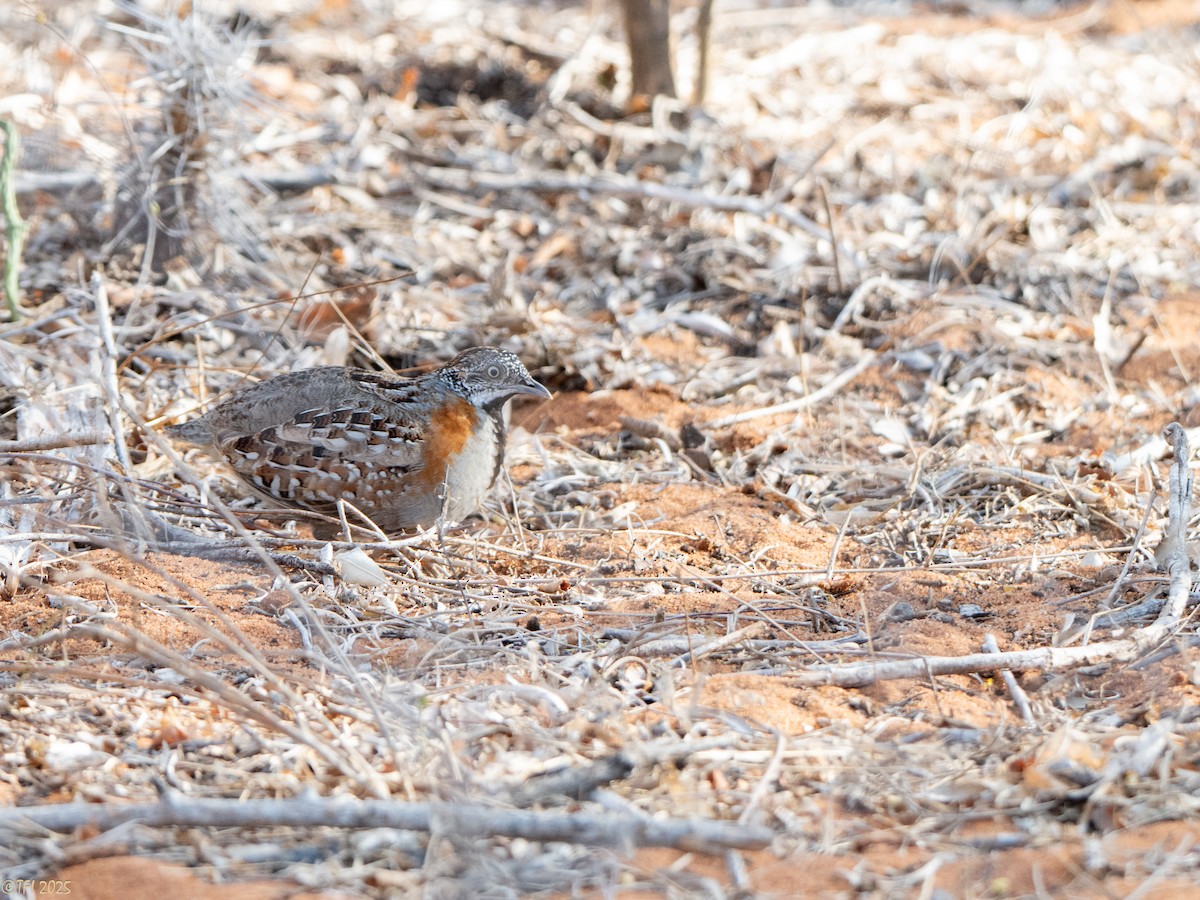 madagaskarspringvaktel - ML645721510