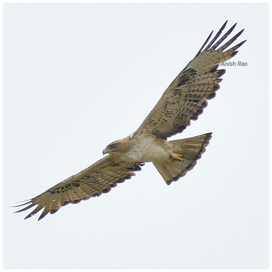 haukørn - ML645721511