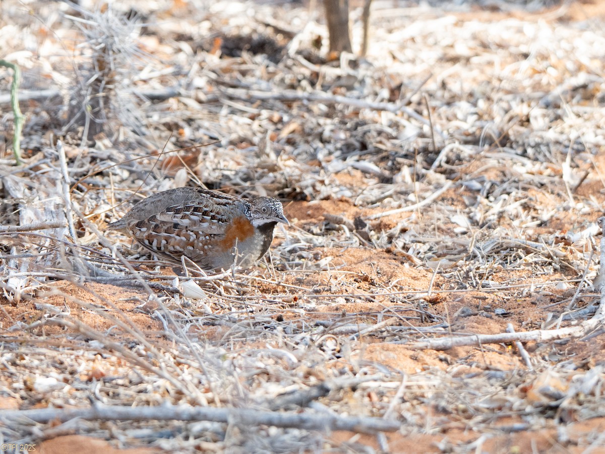 madagaskarspringvaktel - ML645721512