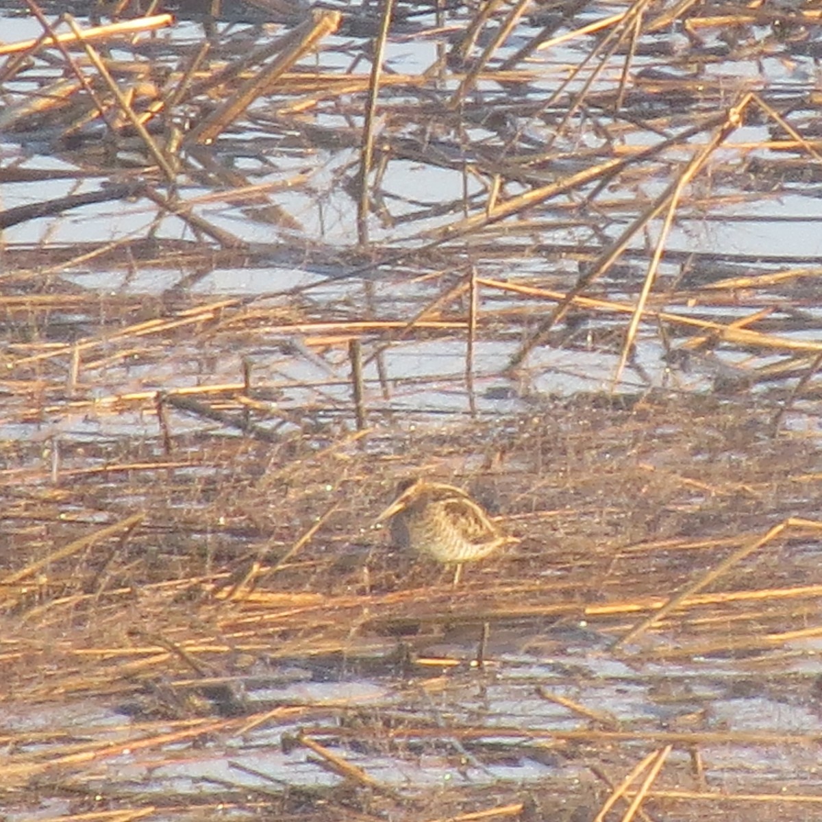 kanadabekkasin - ML645721513