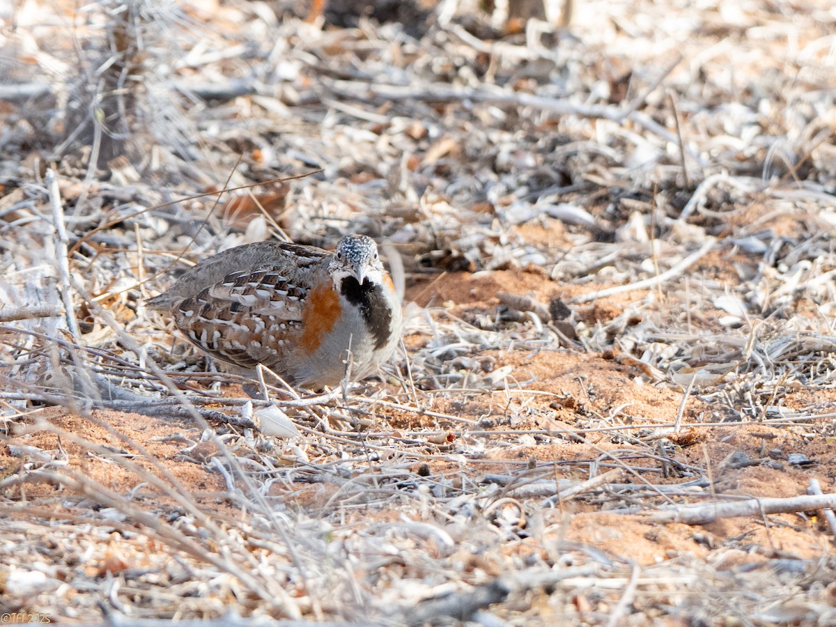 madagaskarspringvaktel - ML645721514