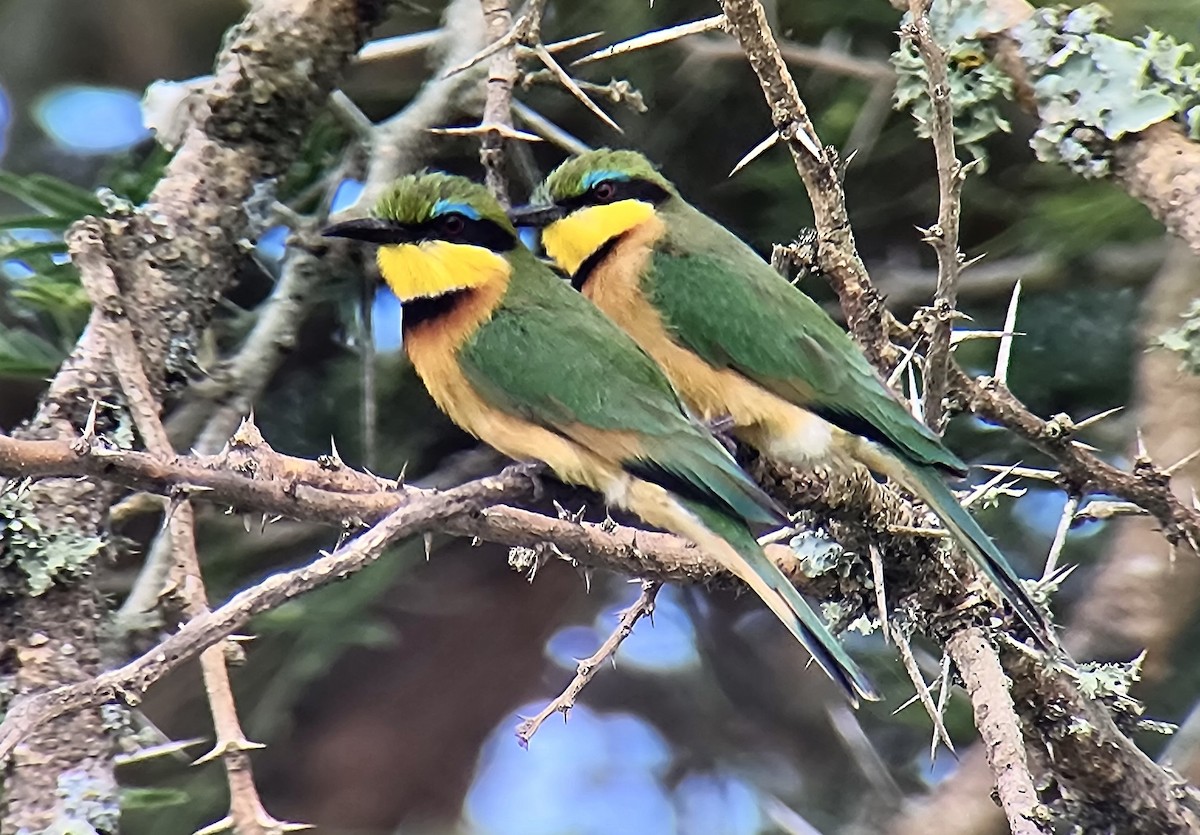 dvergbieter - ML645721515