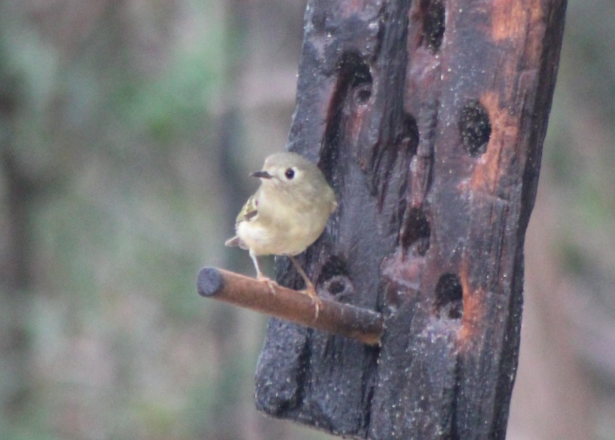 rubinfuglekonge - ML645721517