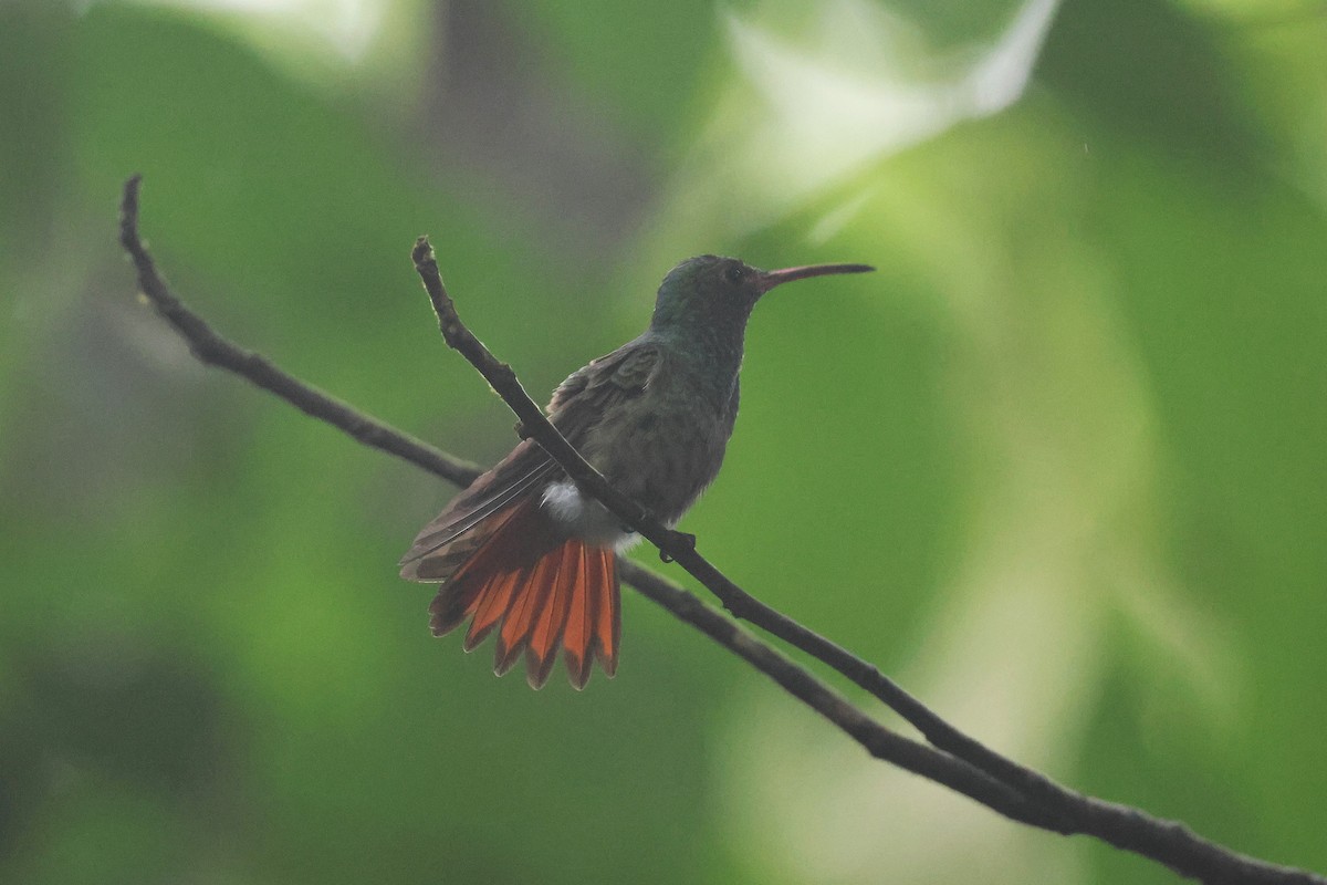 ruststjertkolibri - ML645721518