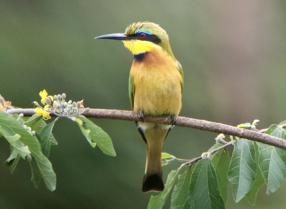 dvergbieter - ML645721520