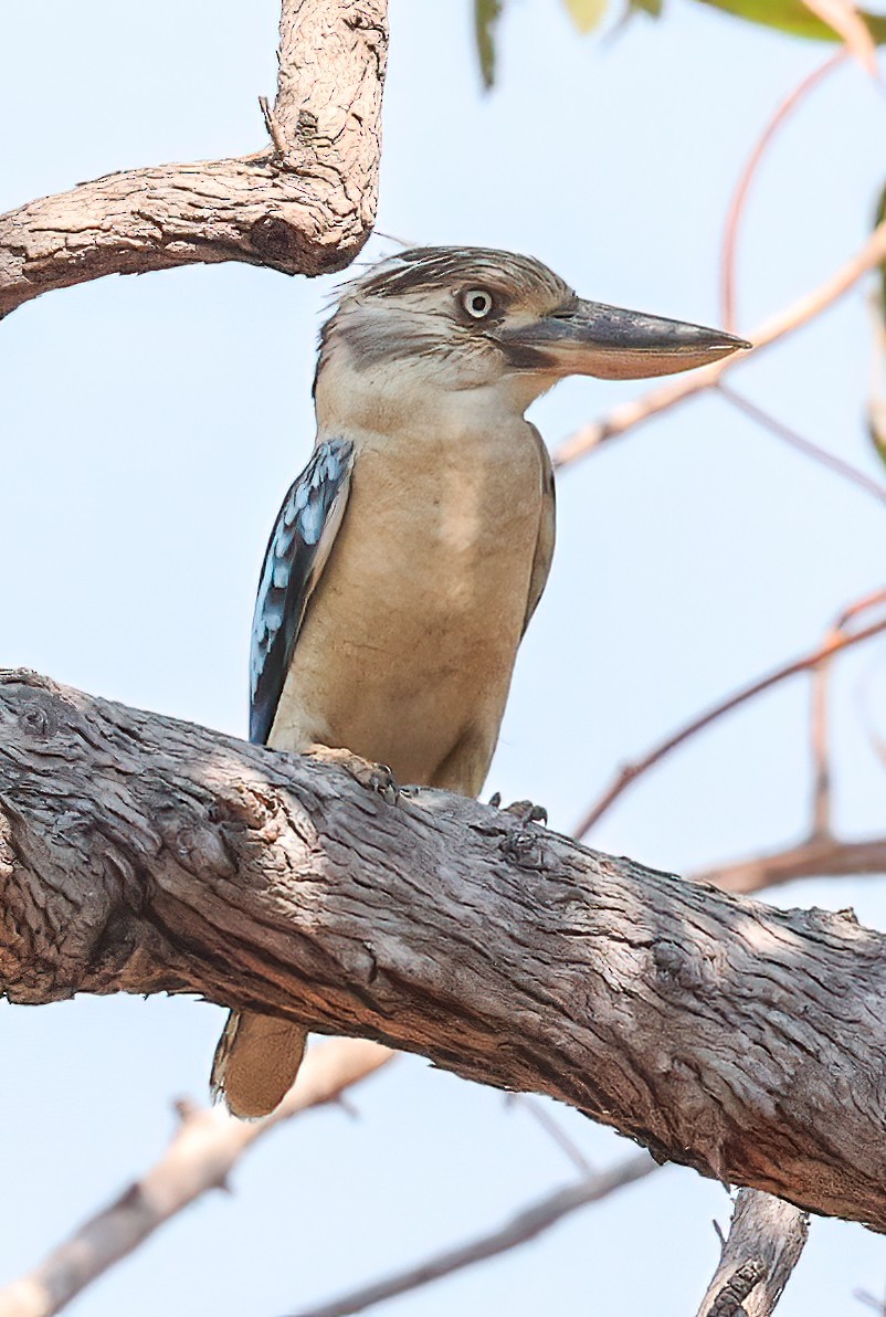 Cucaburra Aliazul - ML645721526