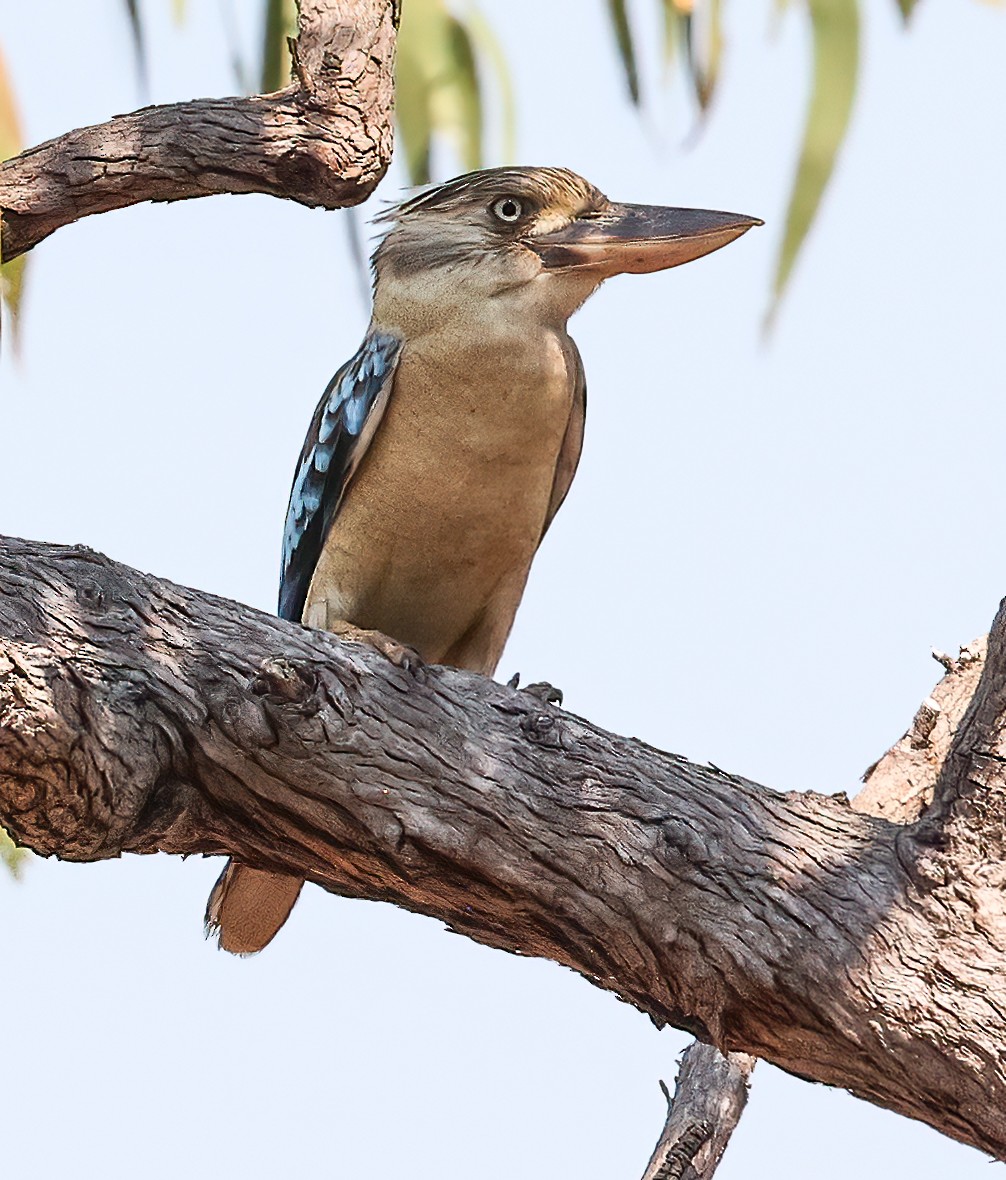 Cucaburra Aliazul - ML645721527