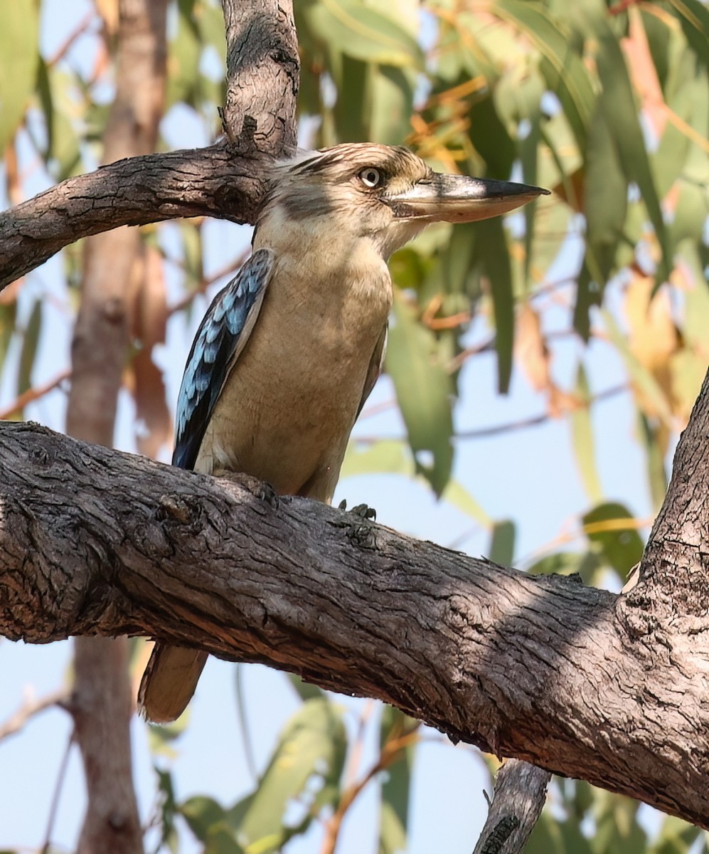 Cucaburra Aliazul - ML645721528