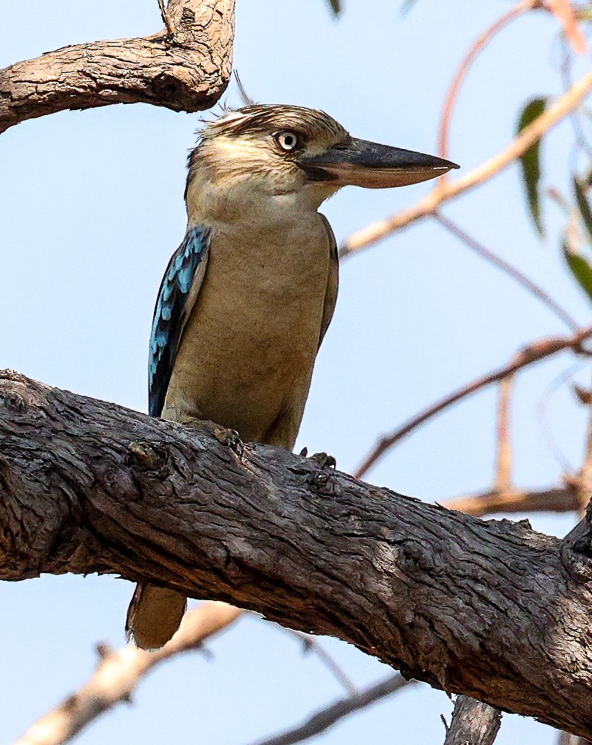 Cucaburra Aliazul - ML645721529