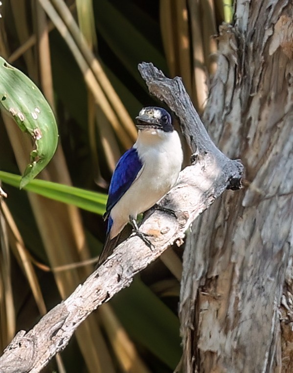 Forest Kingfisher - ML645721543