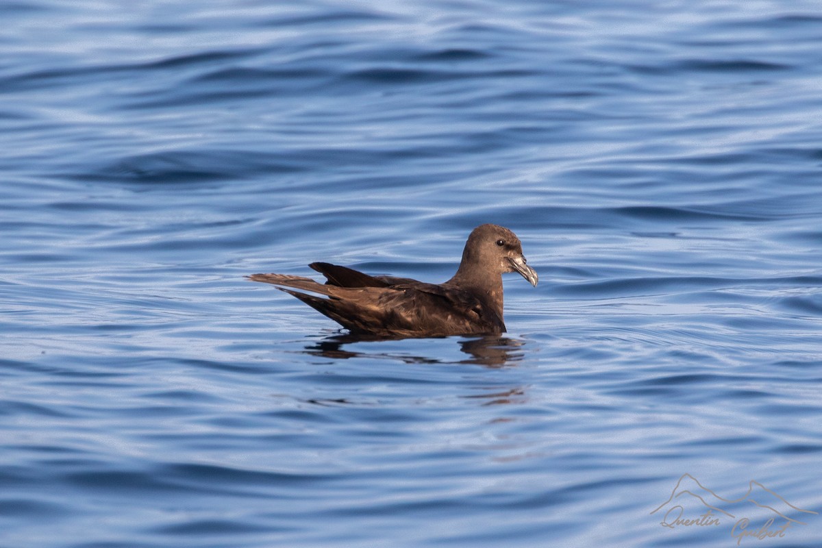 Jouanin's Petrel - ML645721545