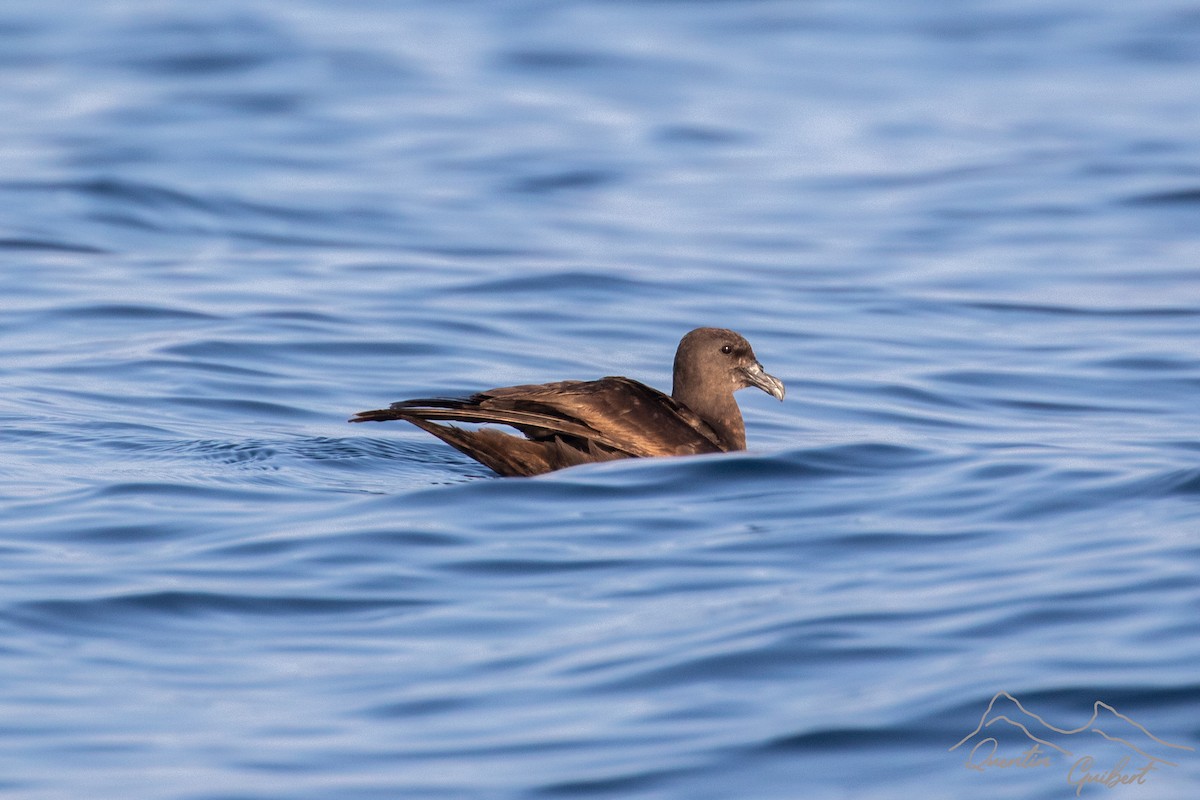 Jouanin's Petrel - ML645721546