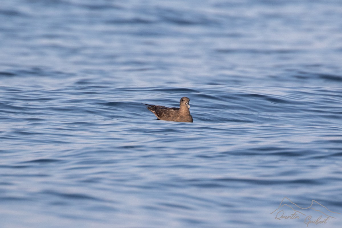 Jouanin's Petrel - ML645721548