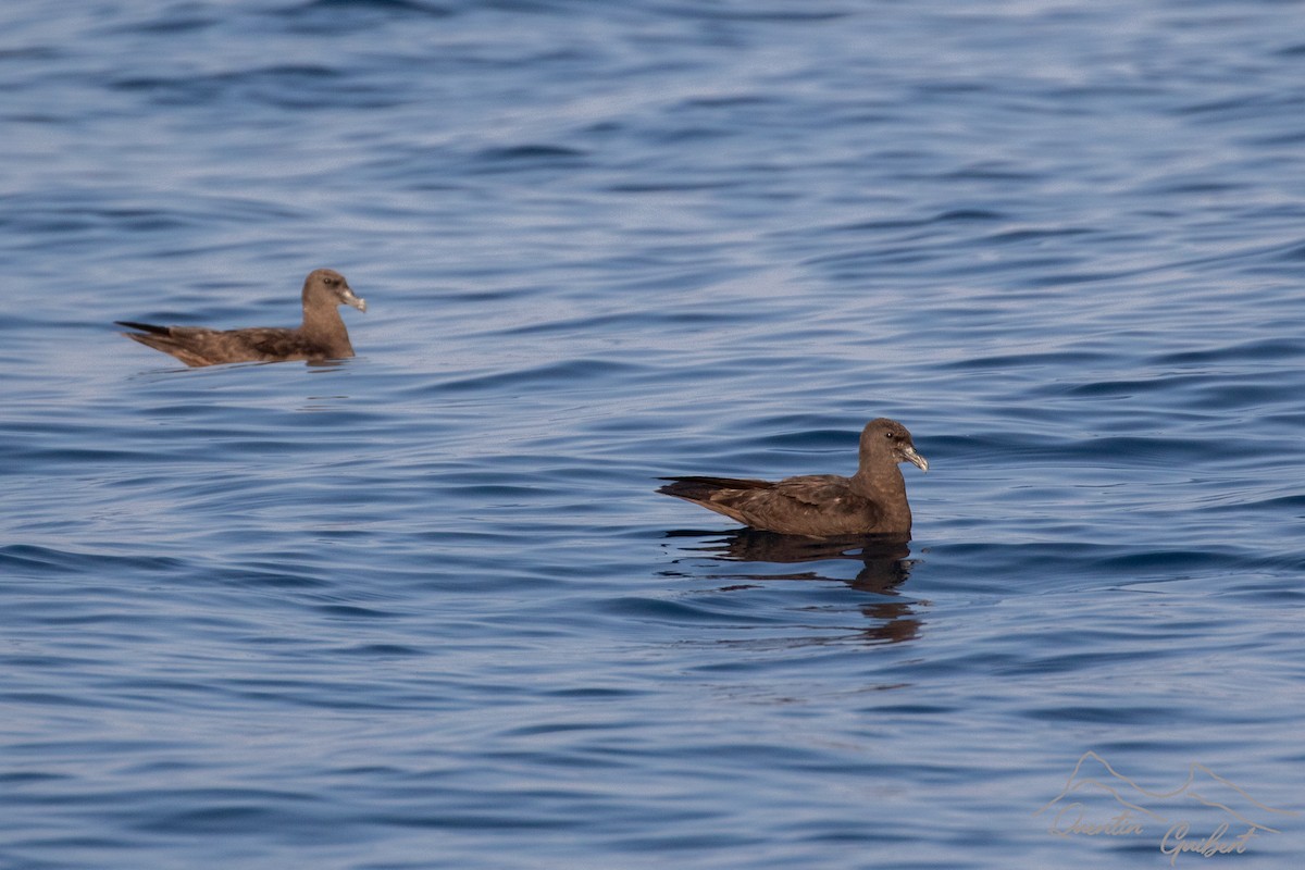 Jouanin's Petrel - ML645721549