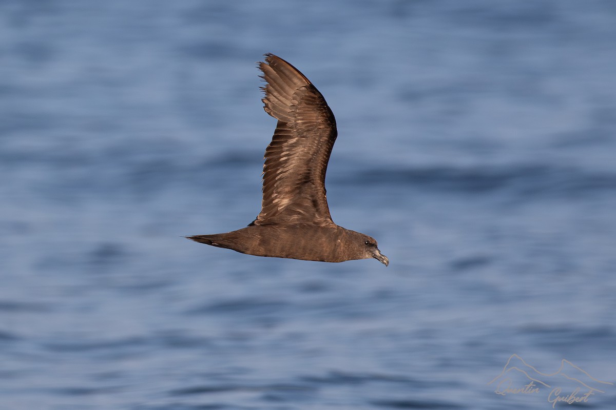 Jouanin's Petrel - ML645721550
