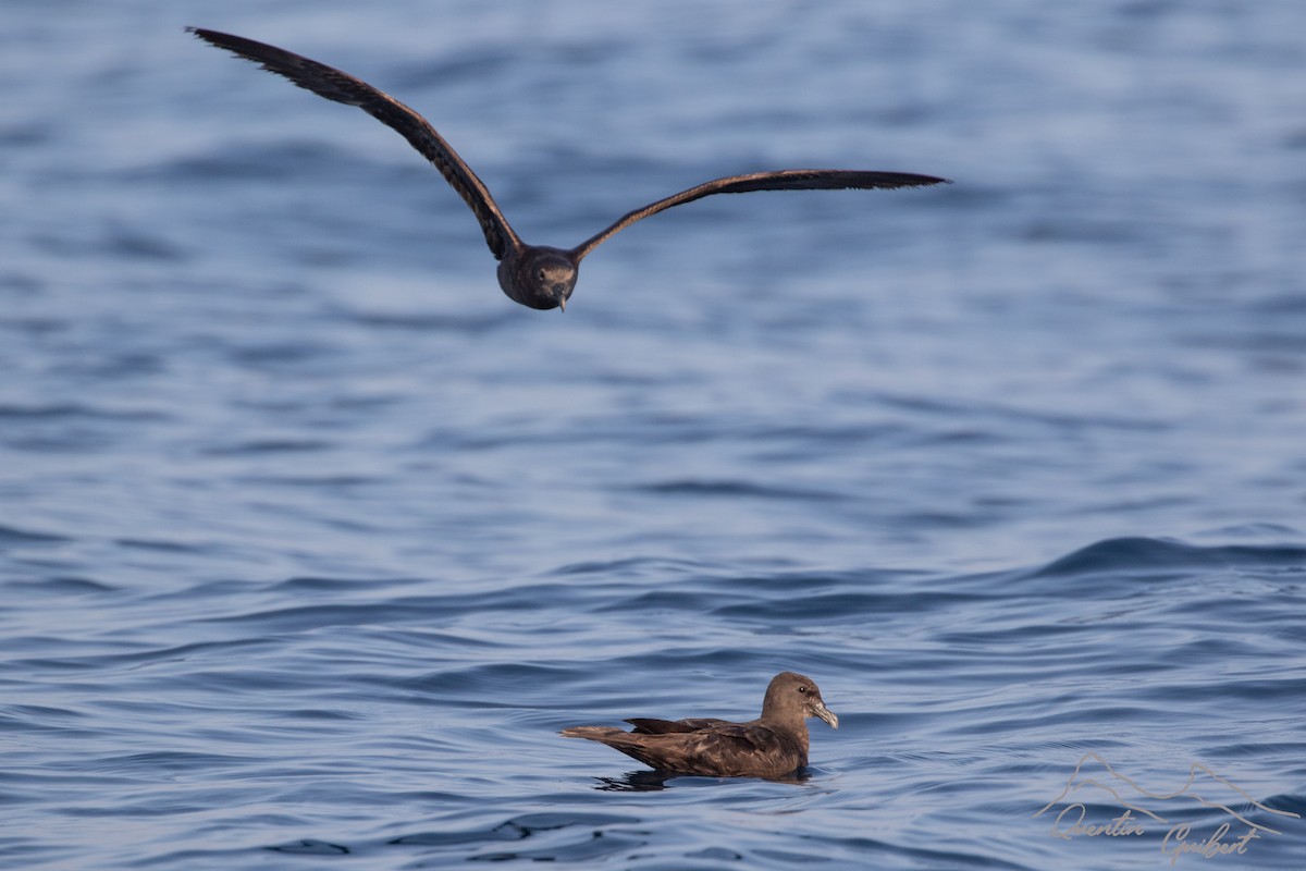 Jouanin's Petrel - ML645721551