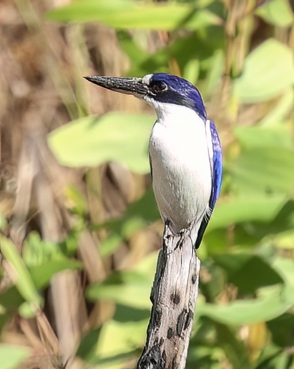 Forest Kingfisher - ML645721560