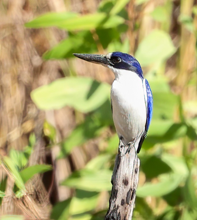 Forest Kingfisher - ML645721561