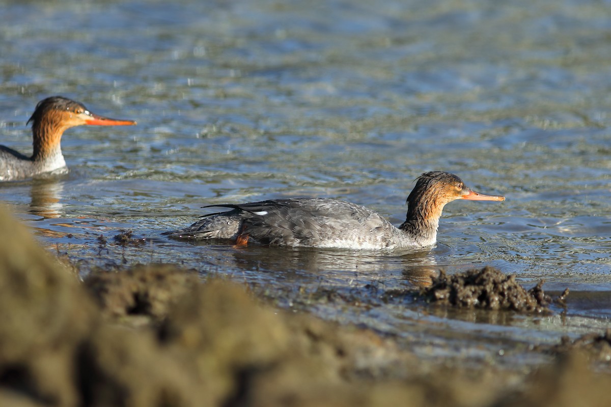 Red-breasted Merganser - ML645721562
