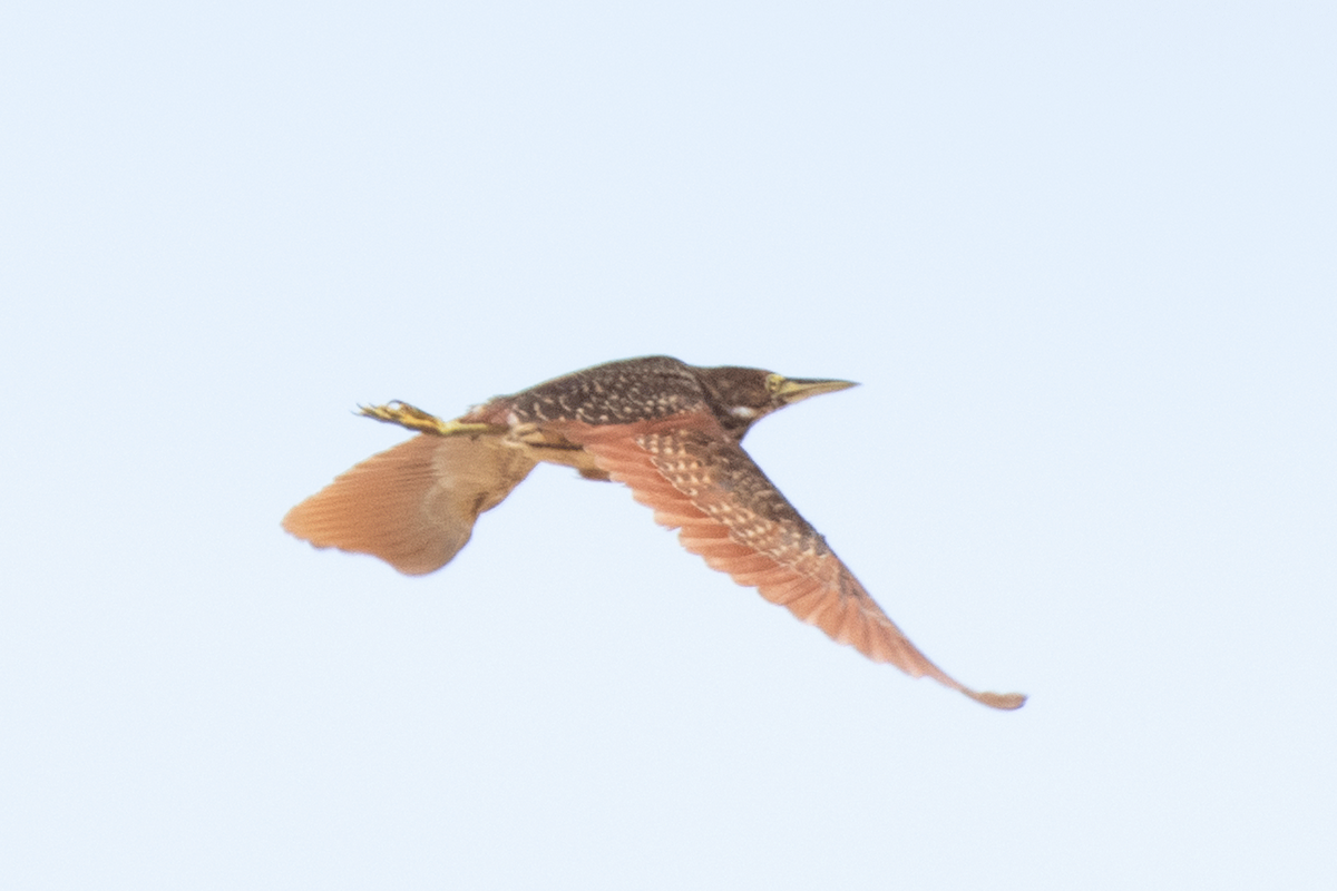 bukáček skořicový - ML645721579