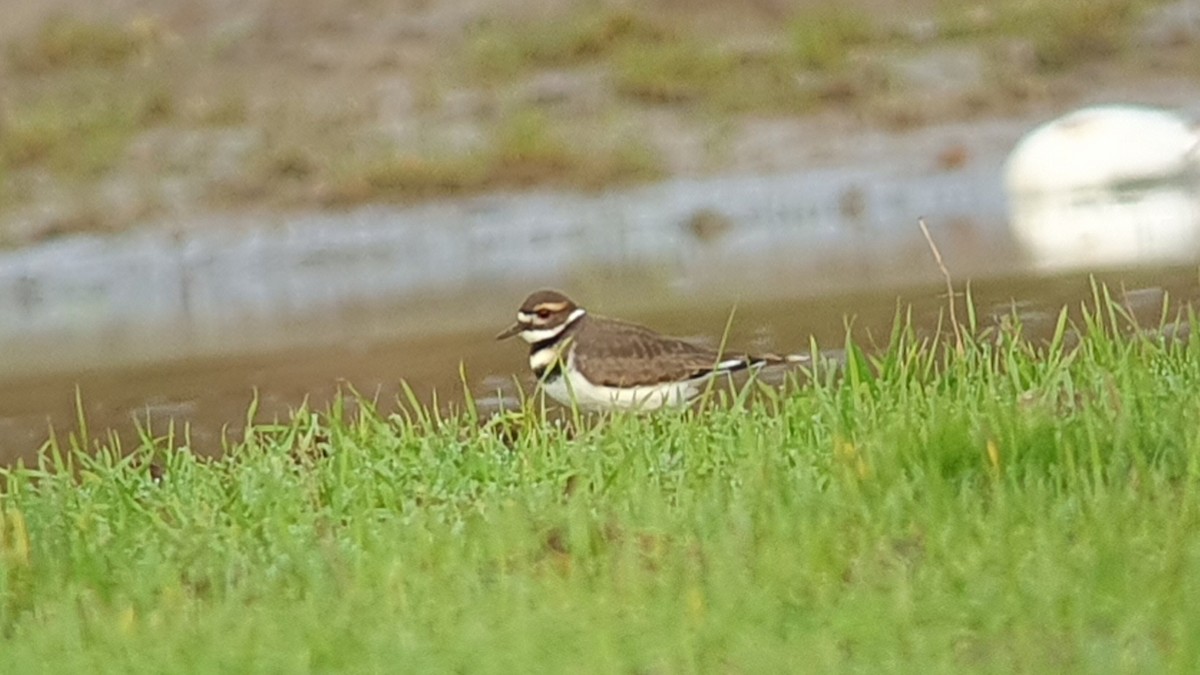 Keilschwanz-Regenpfeifer - ML645721599