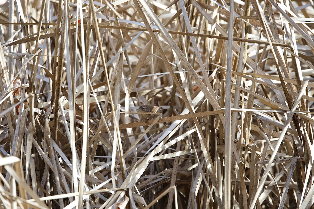Winter Wren - ML645721615