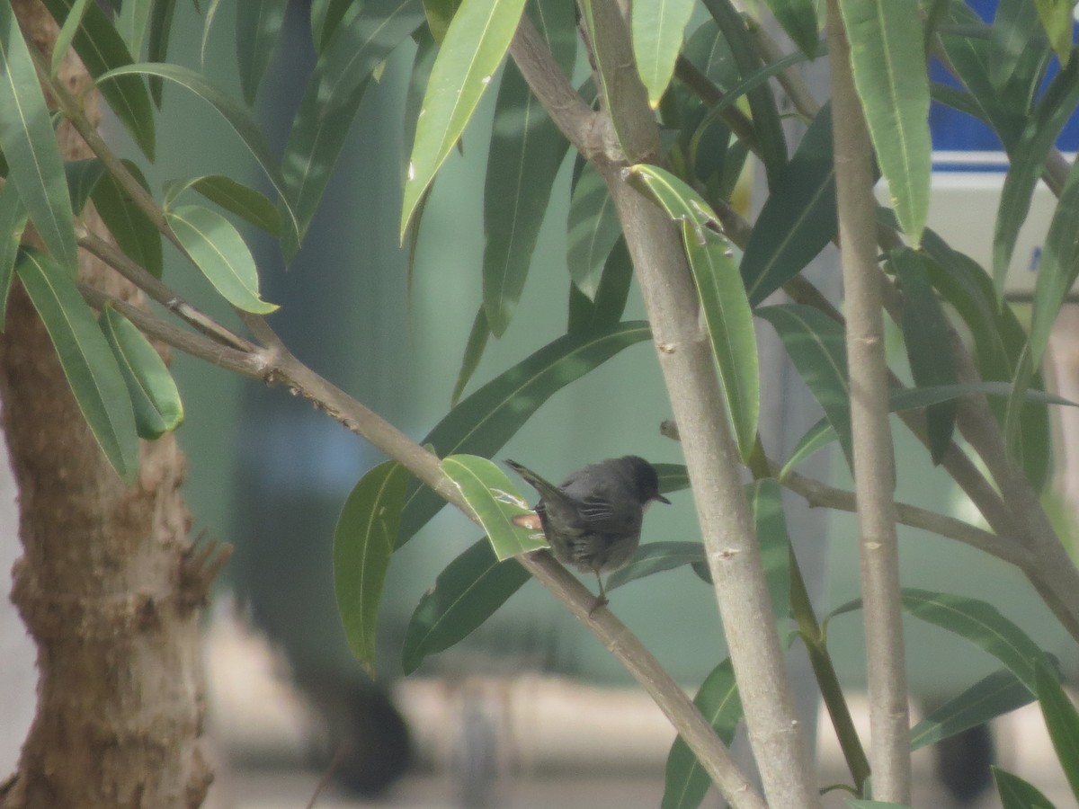 Sardinian Warbler - ML645721624