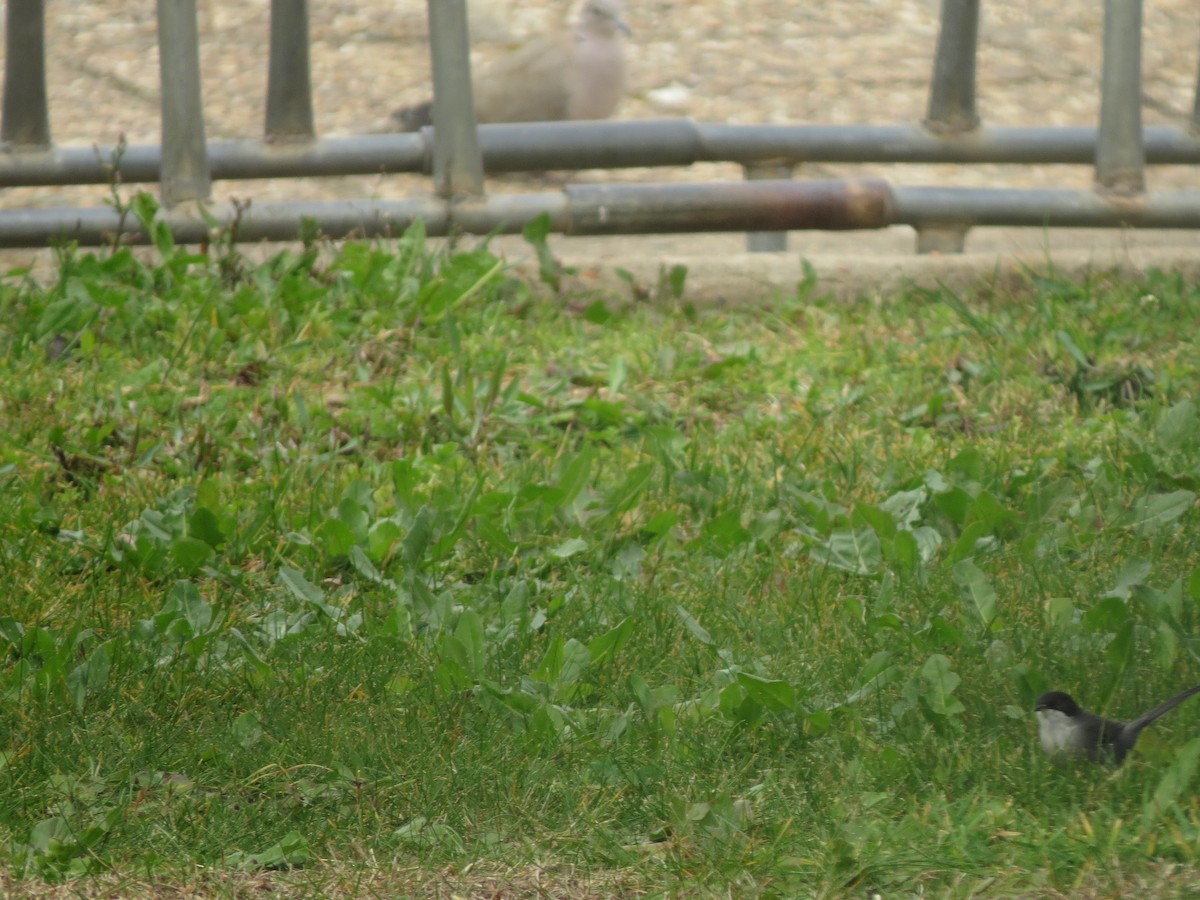 Sardinian Warbler - ML645721625