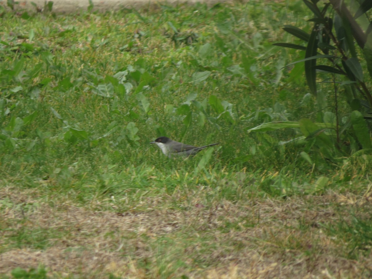 Sardinian Warbler - ML645721627