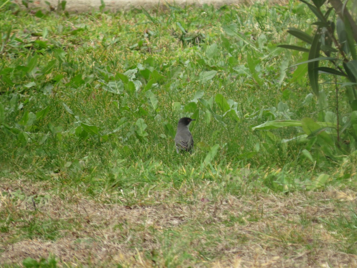 Sardinian Warbler - ML645721631