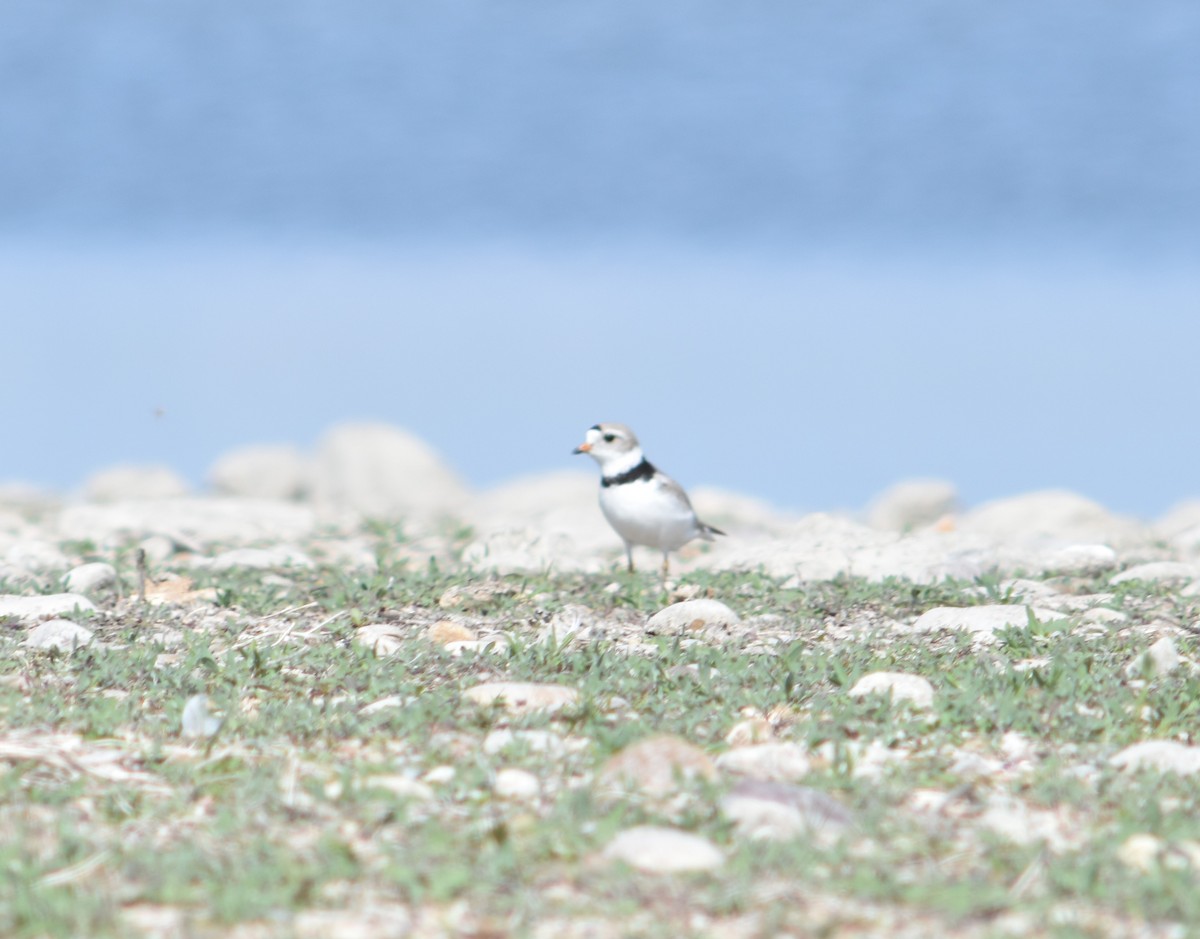 Flötenregenpfeifer - ML645721635