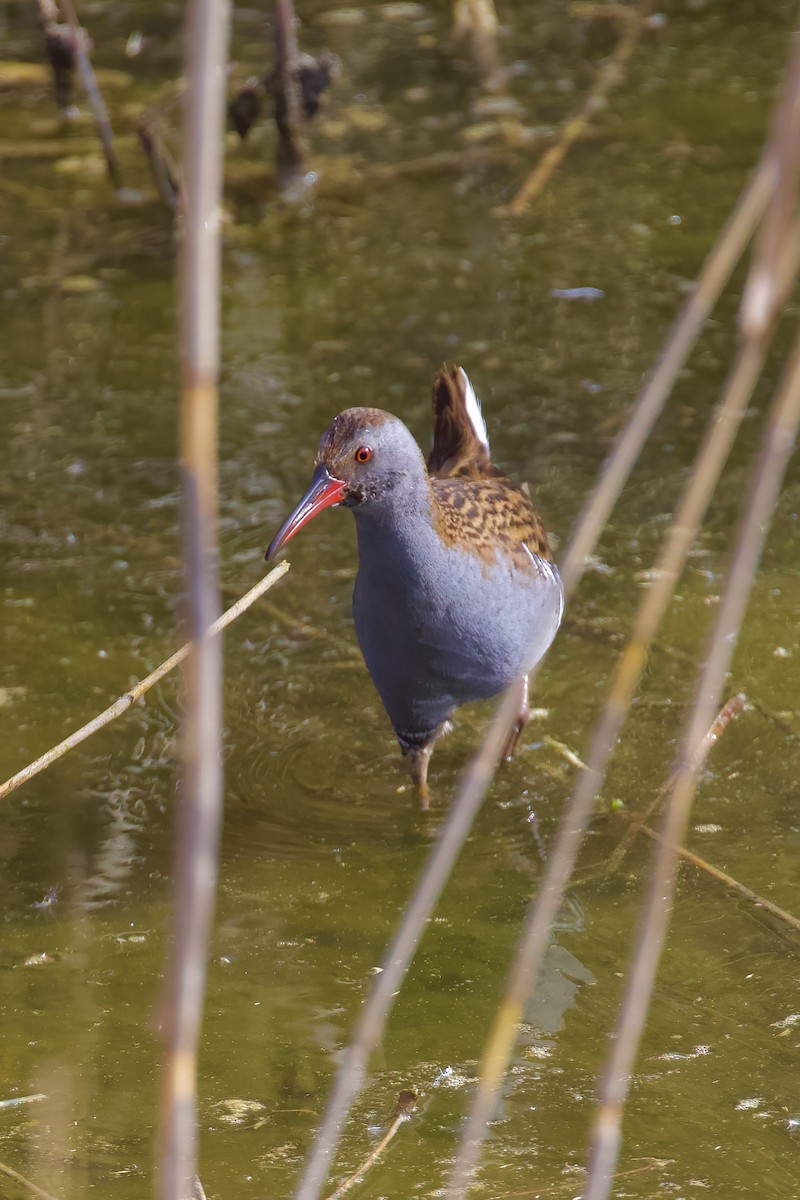 Water Rail - ML645721641
