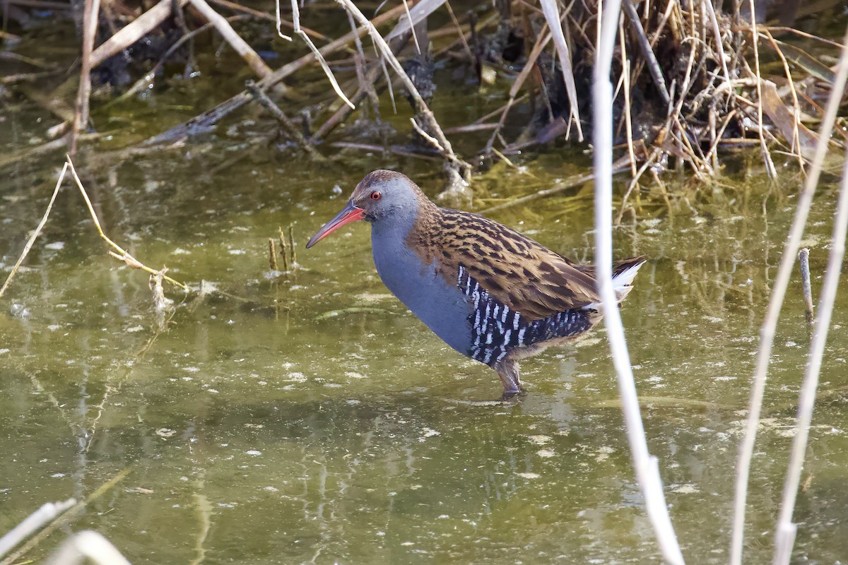 Water Rail - ML645721642