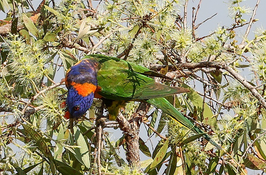 Red-collared Lorikeet - ML645721646