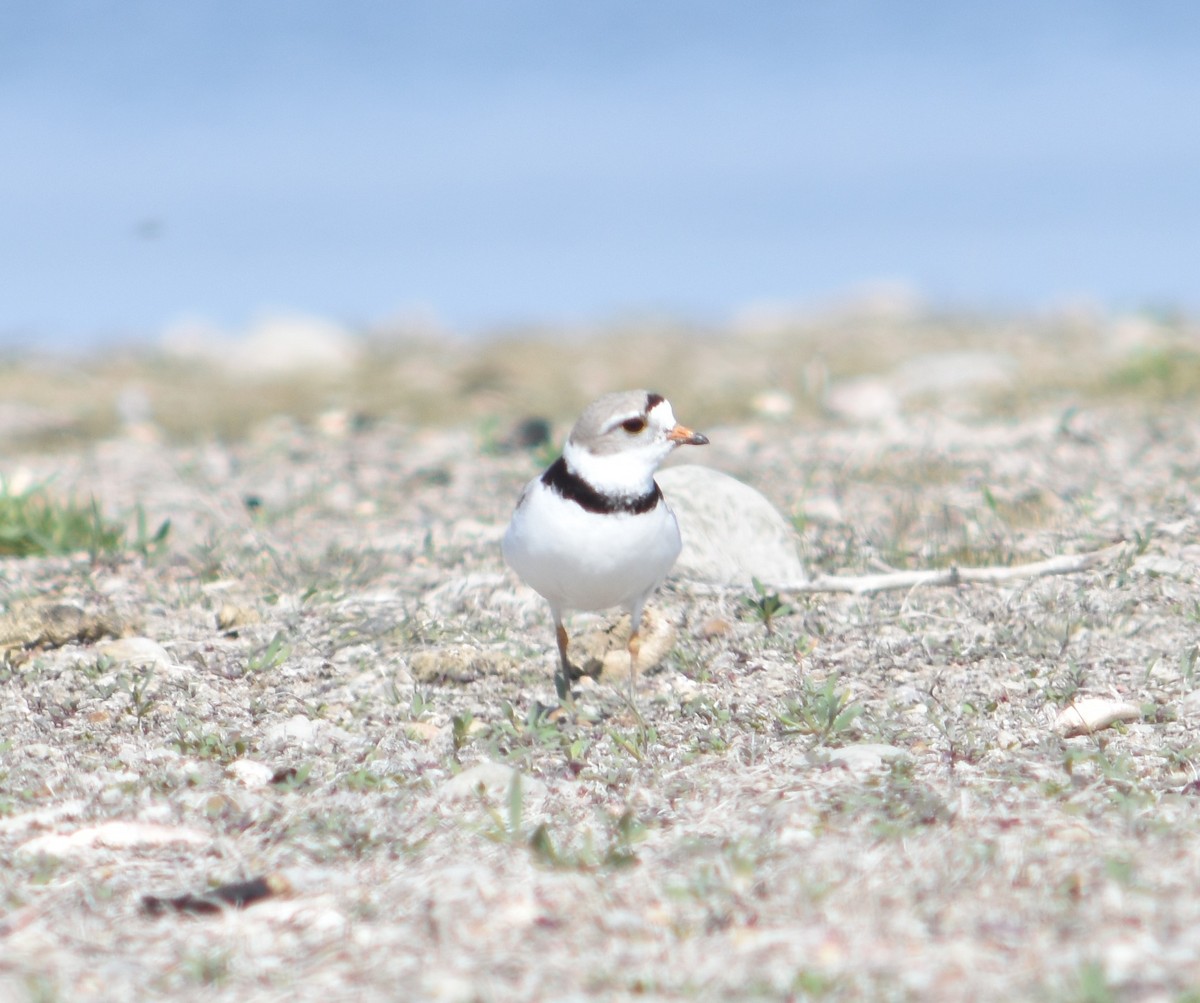 Flötenregenpfeifer - ML645721647