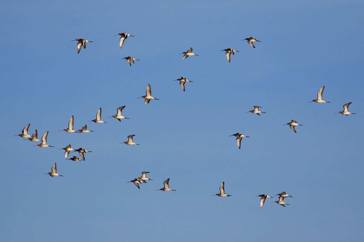 Black-tailed Godwit - ML645721649