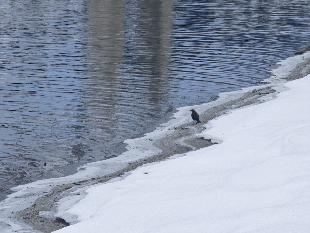 Rusty Blackbird - ML645721650