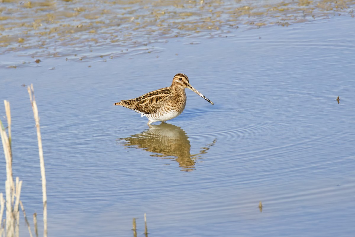 Common Snipe - ML645721654