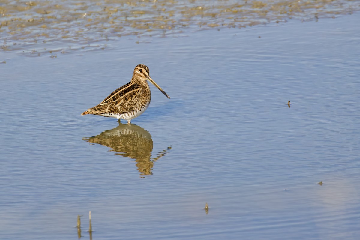 Common Snipe - ML645721655