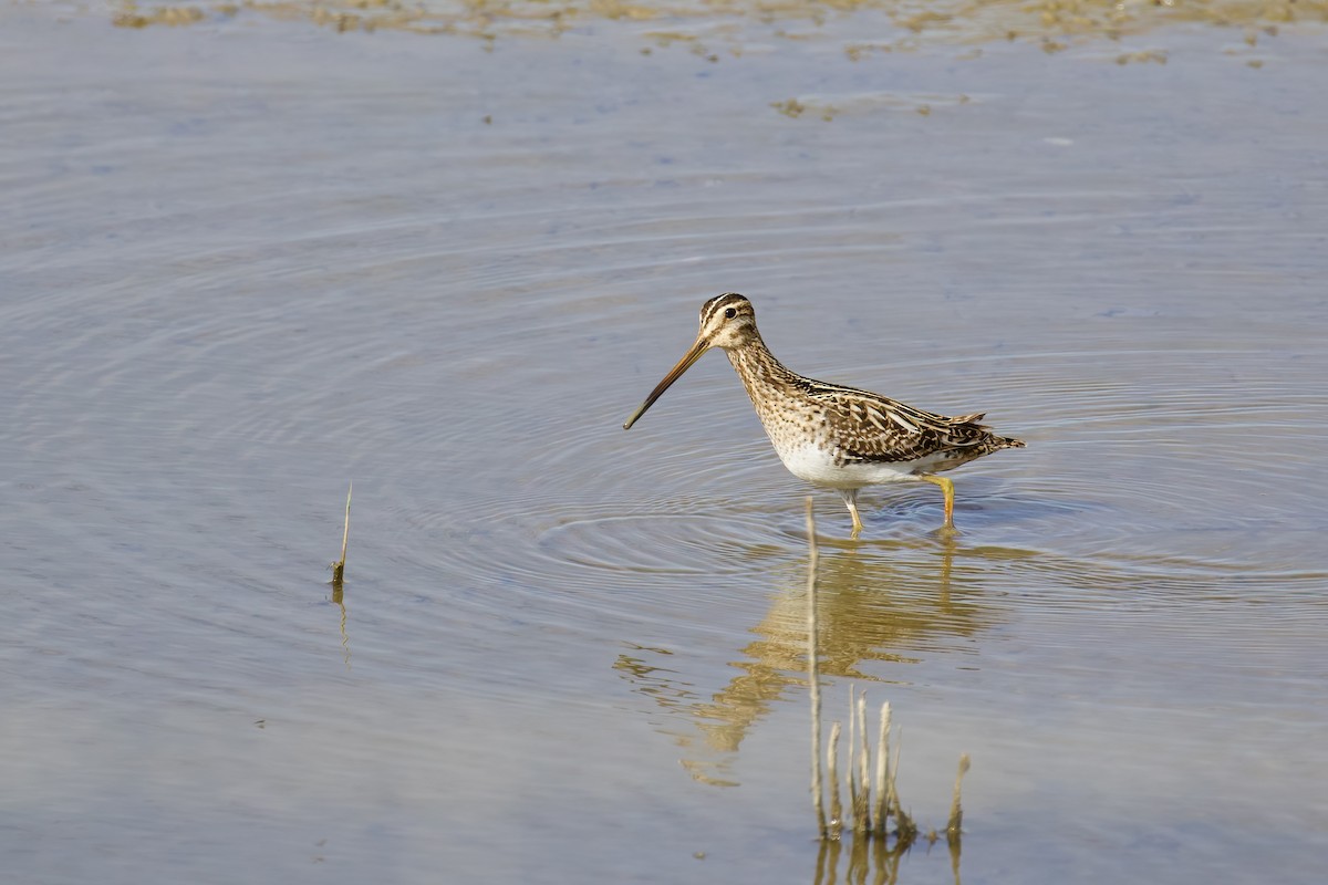 Common Snipe - ML645721656