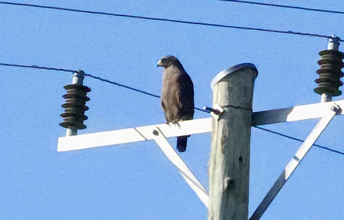 Culebrera Coliblanca - ML645721657
