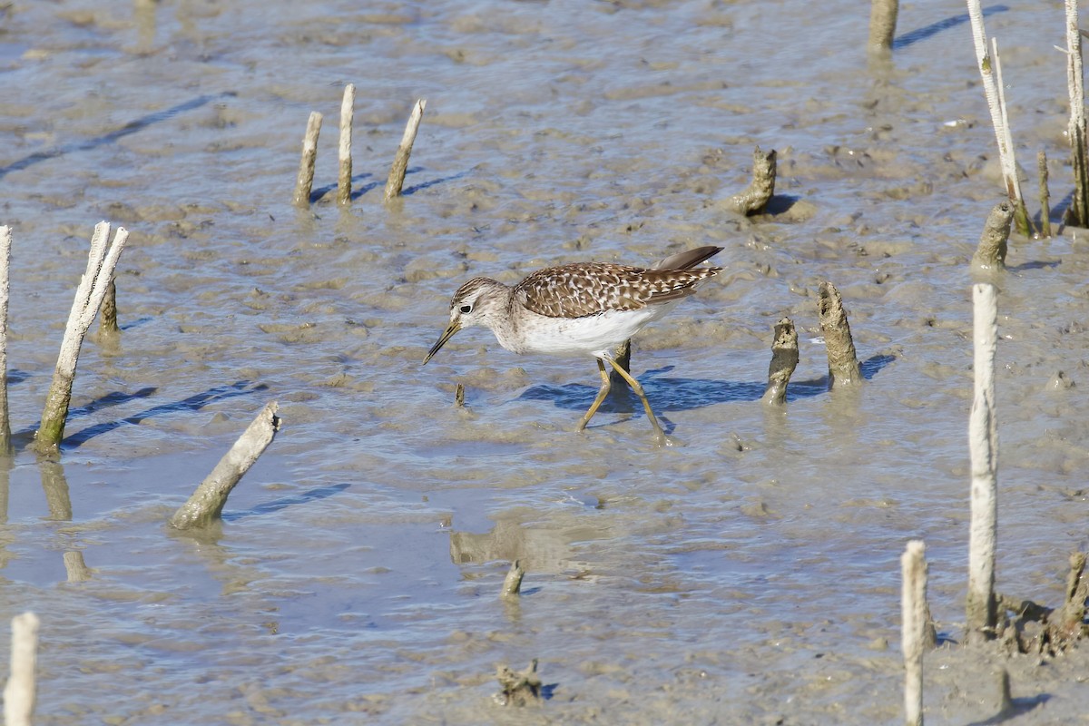 vodouš bahenní - ML645721659