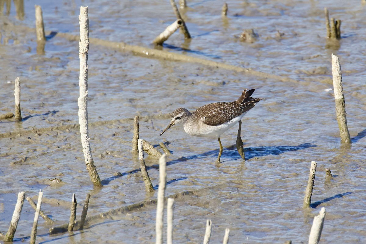 vodouš bahenní - ML645721660