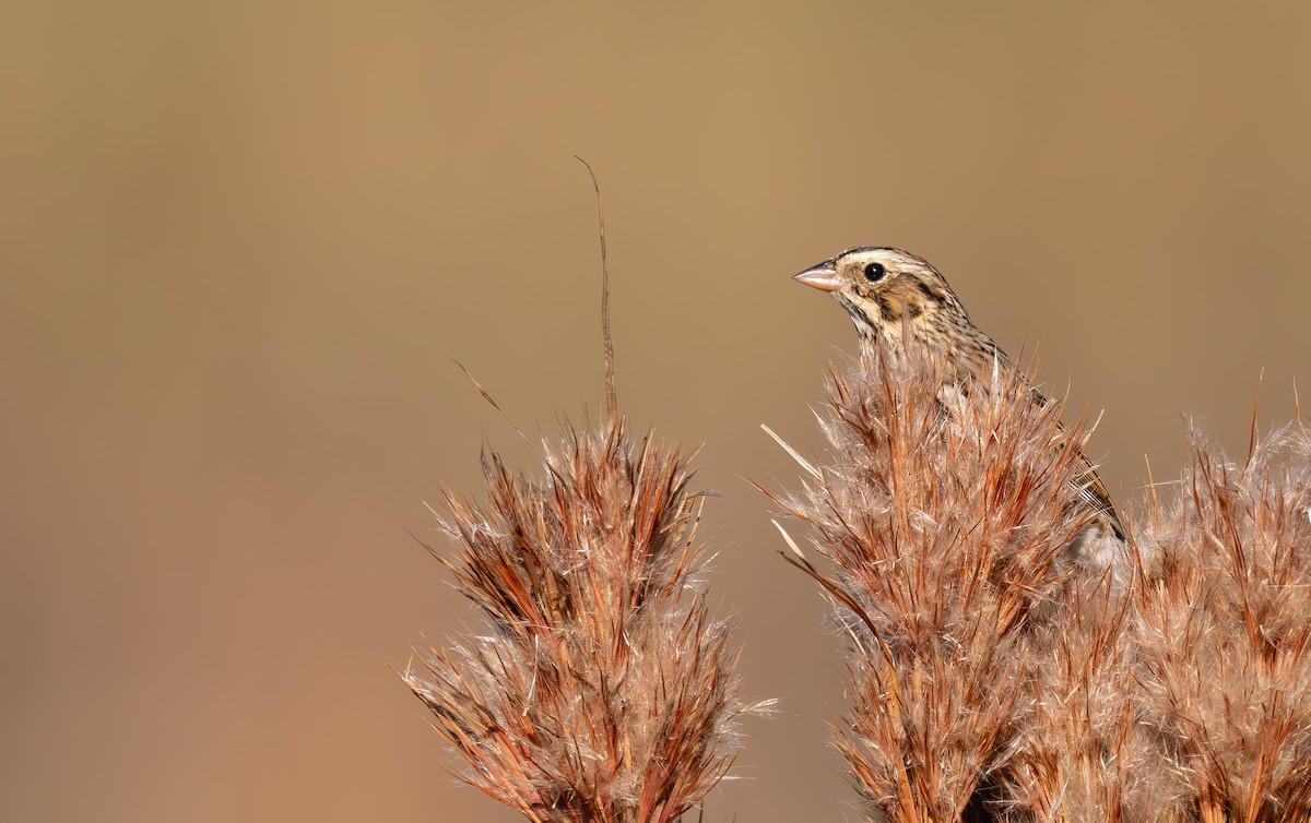 Grasammer [sandwichensis-Gruppe] - ML645721663