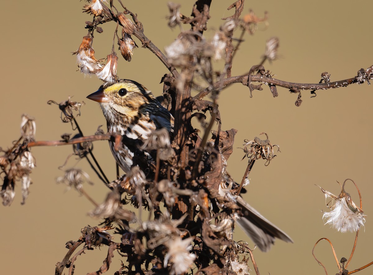 Grasammer [sandwichensis-Gruppe] - ML645721664