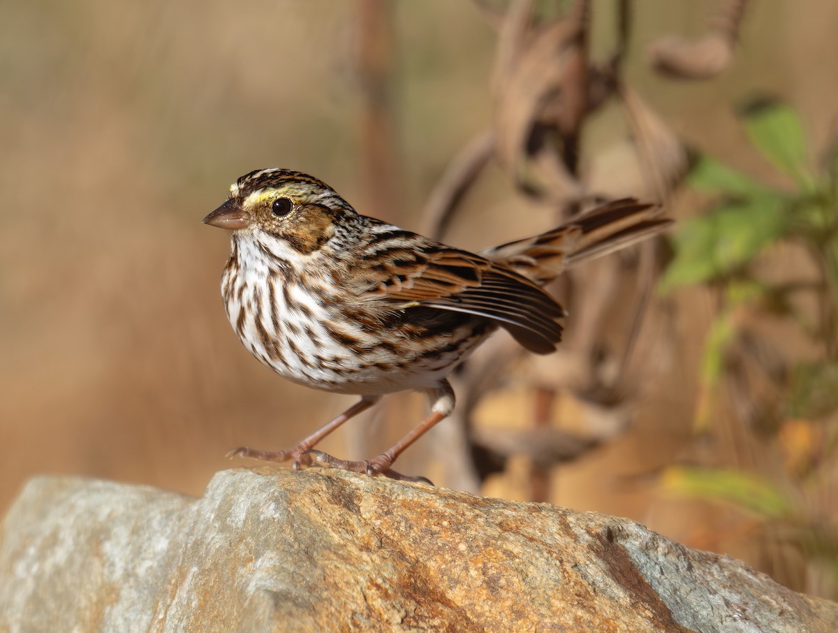 Grasammer [sandwichensis-Gruppe] - ML645721665