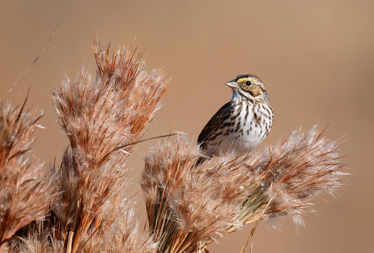 Grasammer [sandwichensis-Gruppe] - ML645721666