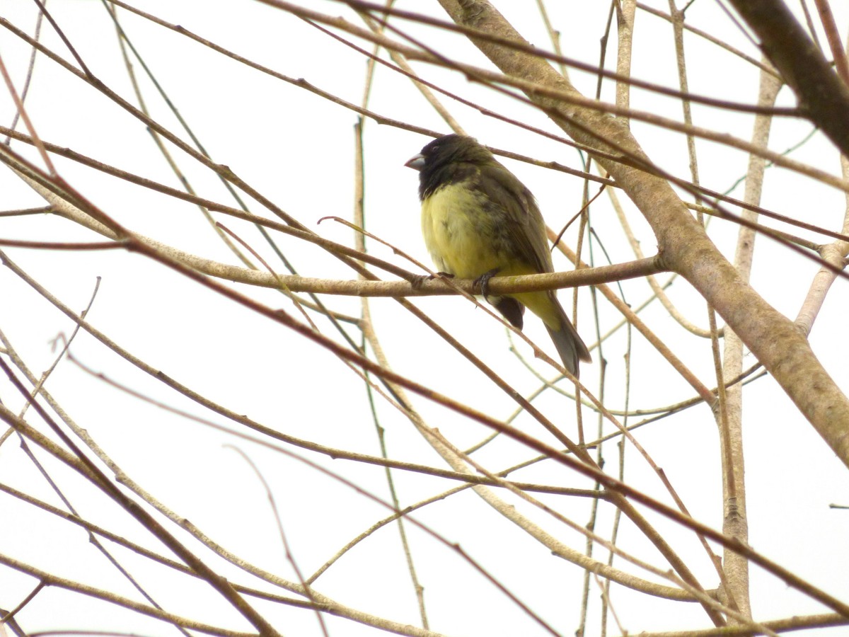 Yellow-bellied Seedeater - ML645721669