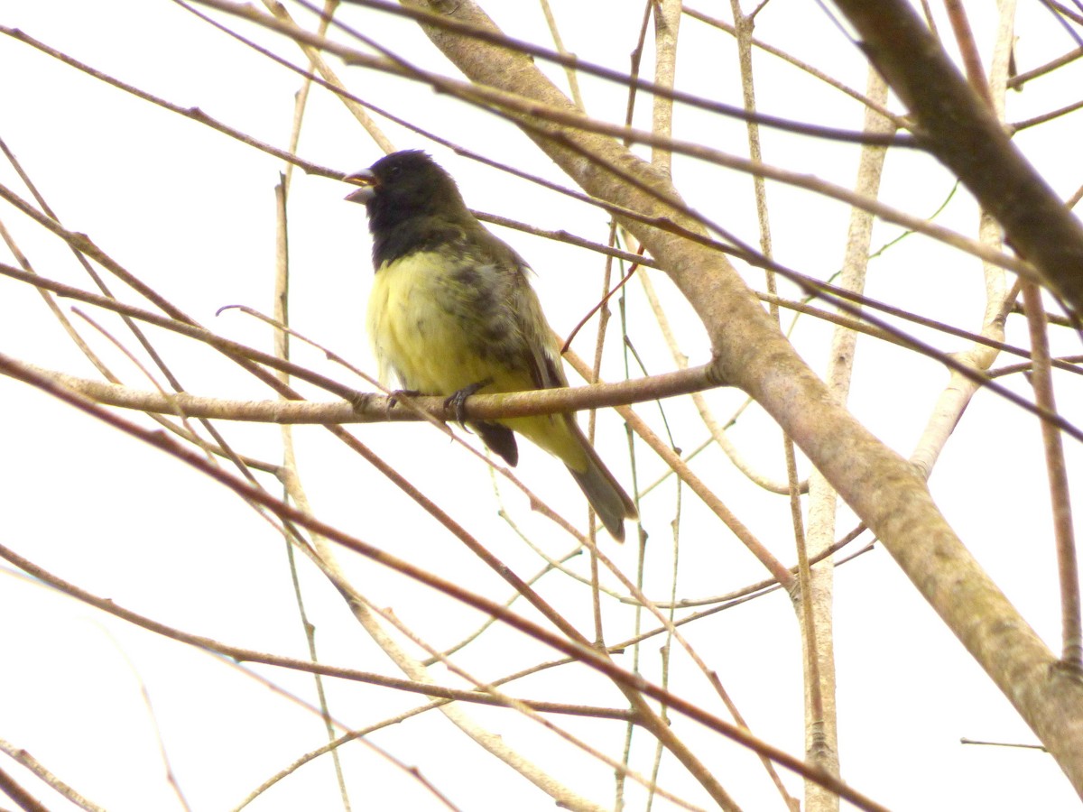 Yellow-bellied Seedeater - ML645721670